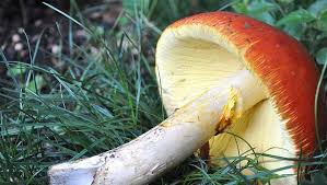 Ricette funghi ovuli crudi con foto e procedimento. Amanita Caesarea Funghi Ovuli Commestibili Mondofunghi Com
