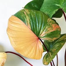 Homalomena Rubescens Variegata House Plants Plant Life Plant Leaves