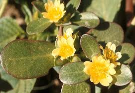 Image result for Portulaca oleracea