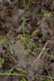Image result for Cyperus nuerensis