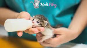 yavru kediler icin neden sut tozu kullanilmalidir kediler icin en iyi 3 sut tozu kedi blog