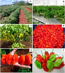 Chile vs paraguay predictions, football tips and statistics for this match of copa america on 25/06/2021. Mayan Kisin A High Yielding Red Fruited Habanero Type Hot Pepper Capsicum Chinense Jacq Cultivar In Hortscience Volume 51 Issue 5 2016