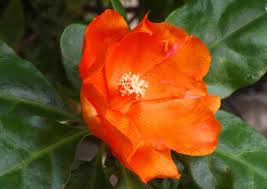 Bleo is a leafy, woody, prickly cactus shrub, native to forests of central america. Mom Golap Or Rose Cactus Pereskia Bleo