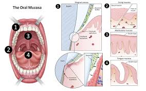Image result for Labial mucosa