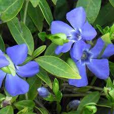 Image result for Vinca minor