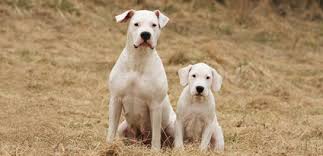 Diesen angriff auf das baby nahm meine bekannte zum anlass, den dogo sofort einschläfern zu lassen. Dogo Argentino 2019 Charakter Wesen Hunde Fan De