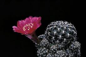 Pin By Gladys Aldana On Corona De Espinas Cactus Desert Plants Plants