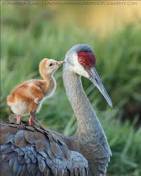 Find over 100+ of the best free sandhill crane images. Pin On Zurawie Grus Grus