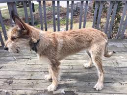 The picard also called the picardy sheepdog or picardy shepherd is a unique untidy looking canine with an air of casual elegance about him. Gatsby Is 6 Months Old Today