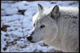 Pin By Elly Olmeda On Wolves Beautiful Wolves Grizzly Wolf