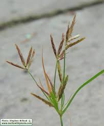 Image result for Cyperus maculatus