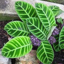 Calathea Zebrina Hortipedia Plants Calathea Plant Calathea