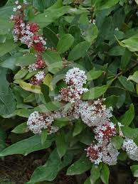 Image result for Acokanthera oblongifolia