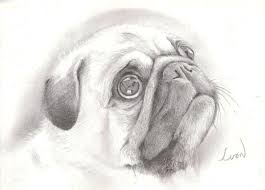 A Beautiful Pencil Drawing Isn T It Dog Drawing Pug Art Pug Tattoo