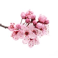 'tiny blossoms of deep pinks and reds will add great color to your festive fall container.' 'his feet are tied to branching white blossoms, beneath which a few women with flower torches dance.' Blossom Definition And Meaning Collins English Dictionary