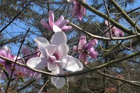 Image result for Magnolia sargentiana