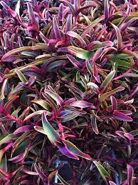 Image result for Cyanotis