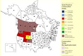 Image result for Megalochlamys