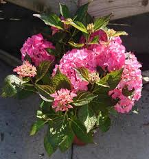 Maybe you would like to learn more about one of these? Hydrangea Not Blooming 6 Solutions That Actually Work Gardener Report