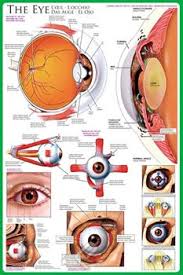 Anatomy Of The Human Eye Wall Chart Poster Eurographics