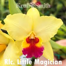 Image result for Rhynchosia alluaudii