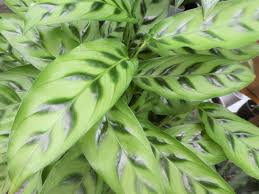 レオパルディ ナ