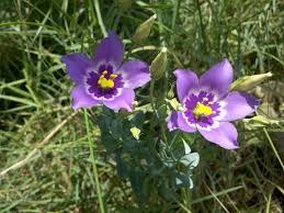 For an index of plants listed by common name, click here. Please Help Identify This Purple Flower