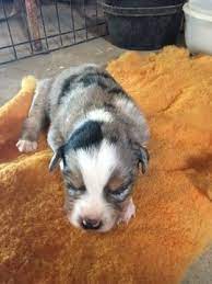 Litter Of 6 Border Collie Miniature Australian Shepherd Mix Puppies For Sale In Powe Australian Shepherd Miniature Australian Shepherd Australian Shepherd Dogs