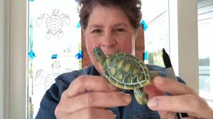 Sea turtle drawing for kids