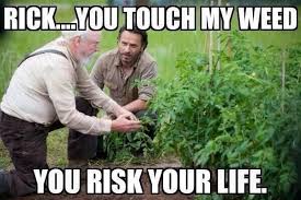 The Walking Dead Fan On Twitter You Touch Hershel S Weed You Risk Your Life Http T Co L9iwuw2jtn