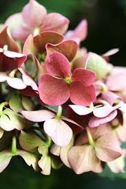 S Asseoir Sur Un Banc Au Pays Des Merveilles Fleur Hortensia Photographie De Fleur Et Belles Fleurs