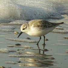 Sea Birds Of Cape Cod Drieteenstrandloper Sea Birds Nature Photography Birds Painting