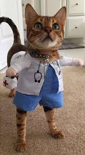 Pin On Funny Animals