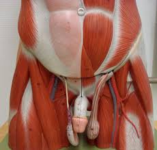Hard to say without reviewing your diagnostic studie. Groin Muscles Diagram Koibana Info Muscle Diagram Body Diagram Leg Muscles Diagram