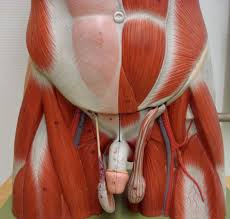 Nerve pain in the groin and inner thigh can be caused from thigh nerve issue (meralgia paresthetica). Groin Muscles Diagram Koibana Info Muscle Diagram Body Diagram Leg Muscles Diagram