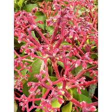 Image result for Monadenium crenatum