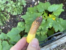 Check spelling or type a new query. Troubleshooting Blossom End Rot On Spring And Summer Vegetables