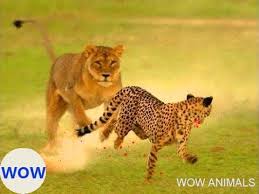 So this is just a quick note saying that i've changed the picture for lion vs snake. Animal Attacks Lion Vs Leopard Lion Vs Gorilla Craziest Animal Fights Animal Attack Weird Animals Animals