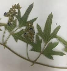 Image result for Neorautanenia mitis