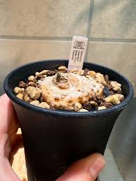 Image result for Dorstenia cuspidata