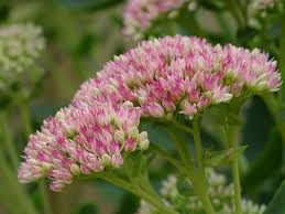 Flowers that bloom every 100 years. Easy Perennial Plants For A Low Maintenance Garden The Old Farmer S Almanac