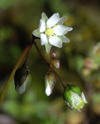 Image result for Spergula