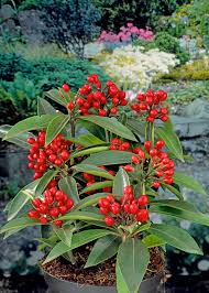 Image result for Thesium reekmansii