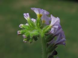 Image result for Heliotropium amplexicaule