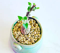 Image result for Corallocarpus bainesii