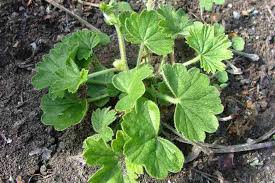 Image result for Pelargonium alchemilloides