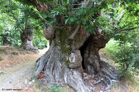 Le Tronc Plus Gros Chataignier Cevenol Les Tetards Arboricoles Chataignier Tronc Arbuste