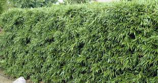 Bambushecken Als Sichtschutz Bambushecke Sichtschutz Garten Bambus Bambus Pflanzen