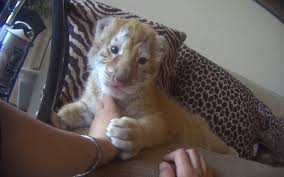 A texas lawyer who went viral after his zoom camera got stuck on a filter of a kitten during a court appearance has spoken out he said: U S House Passes Bill To Prohibit Keeping Big Cats As Pets And For Public Contact A Humane World