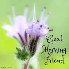 Wishing good morning to someone not only mean saying good morning. Best Good Morning Friends Images Pics Wishes And Greetings